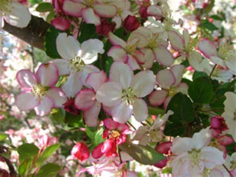 dwarf crabapple tree